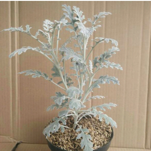 Detail Daun Silver Dust Nomer 43