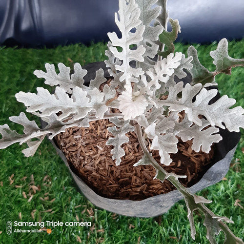 Detail Daun Silver Dust Nomer 49