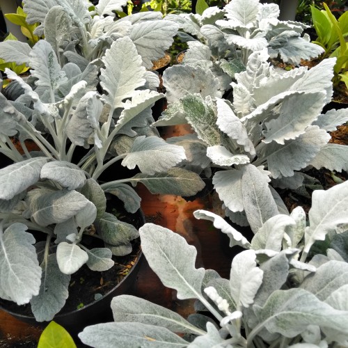 Detail Daun Silver Dust Nomer 50