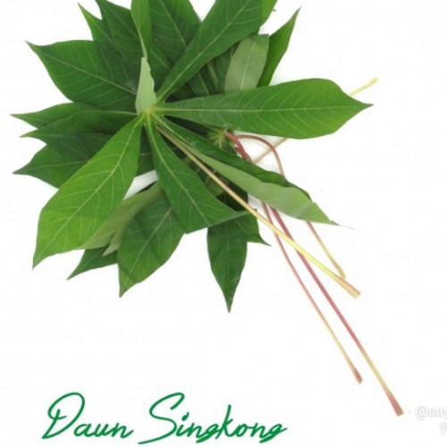 Detail Daun Singkong Png Nomer 25