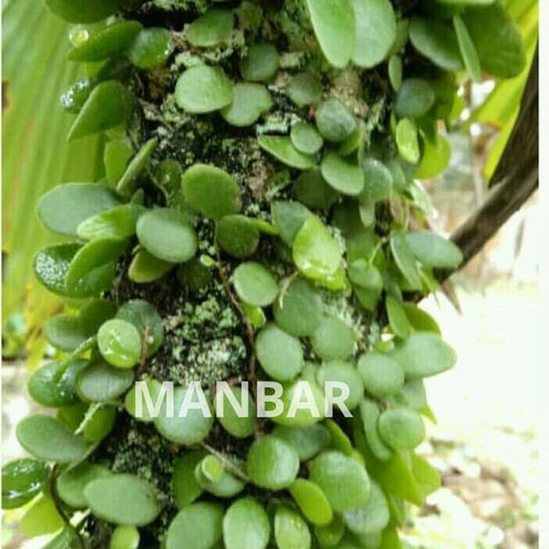 Detail Daun Sisik Naga Nomer 16