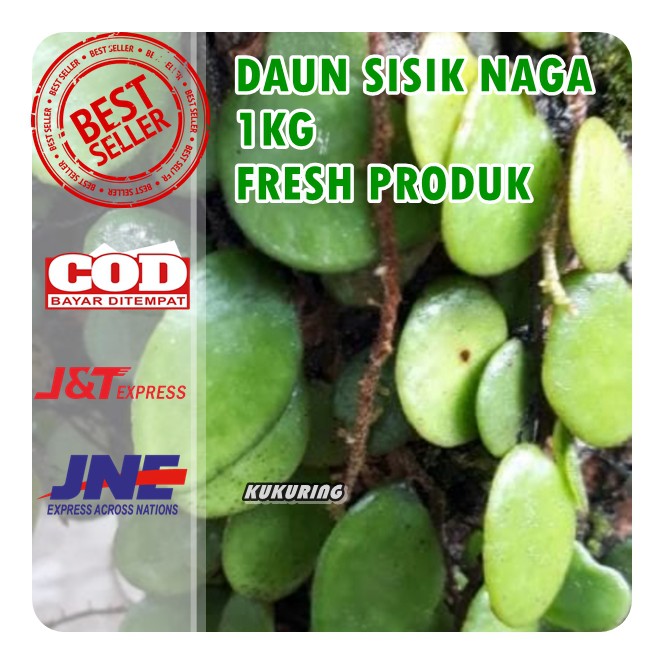 Detail Daun Sisik Naga Nomer 53