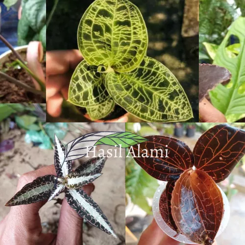 Detail Daun Surat Dibata Nomer 12