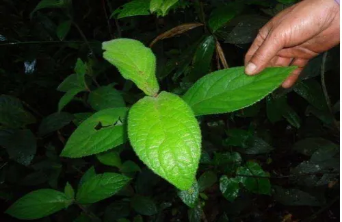 Detail Daun Surat Dibata Nomer 22