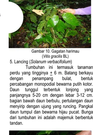 Detail Daun Surat Dibata Nomer 46