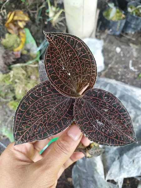 Detail Daun Surat Dibata Nomer 9