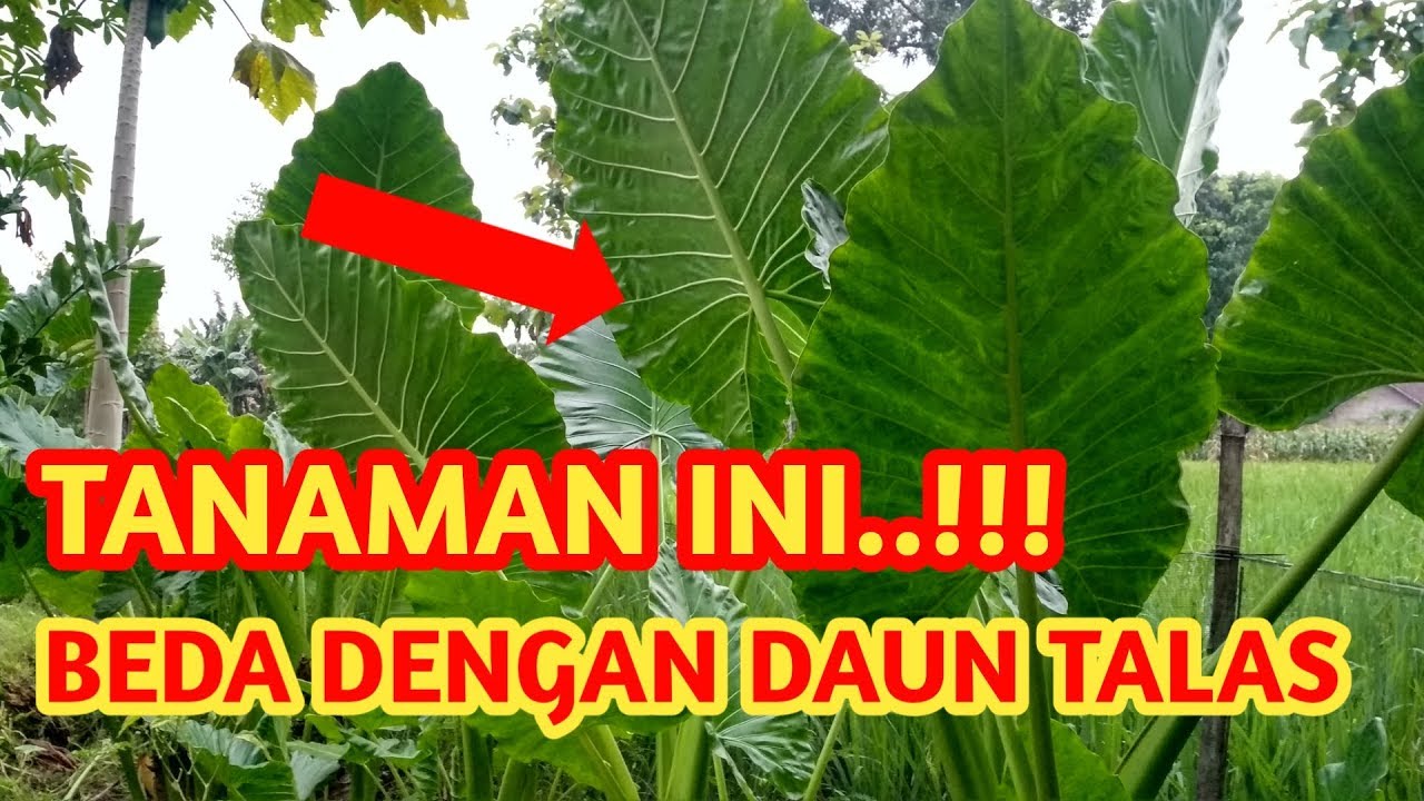 Detail Daun Talas Besar Nomer 18