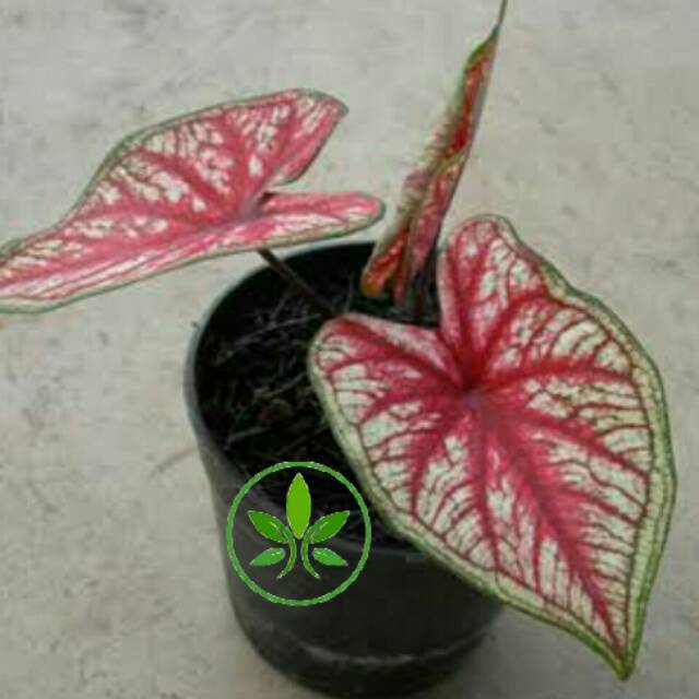 Detail Daun Talas Merah Nomer 32