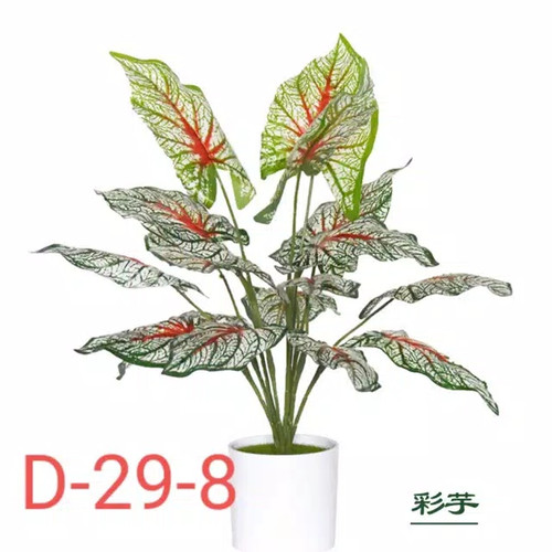 Detail Daun Talas Merah Nomer 44