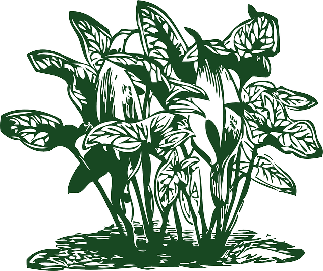 Detail Daun Talas Vector Nomer 3