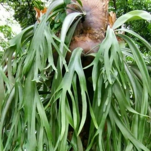 Detail Daun Tanduk Rusa Nomer 15