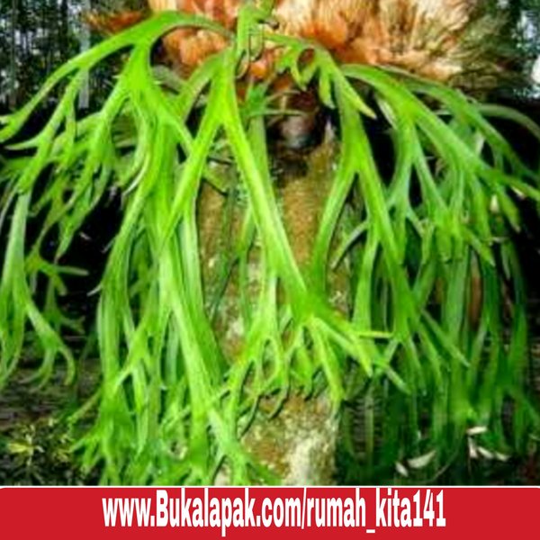 Detail Daun Tanduk Rusa Nomer 3