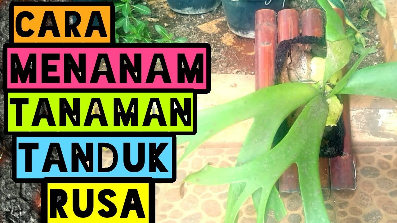 Detail Daun Tanduk Rusa Nomer 26