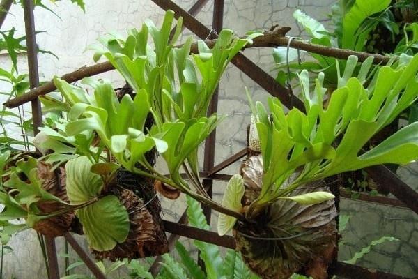 Detail Daun Tanduk Rusa Nomer 36