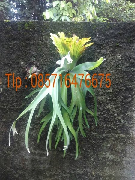 Detail Daun Tanduk Rusa Nomer 54