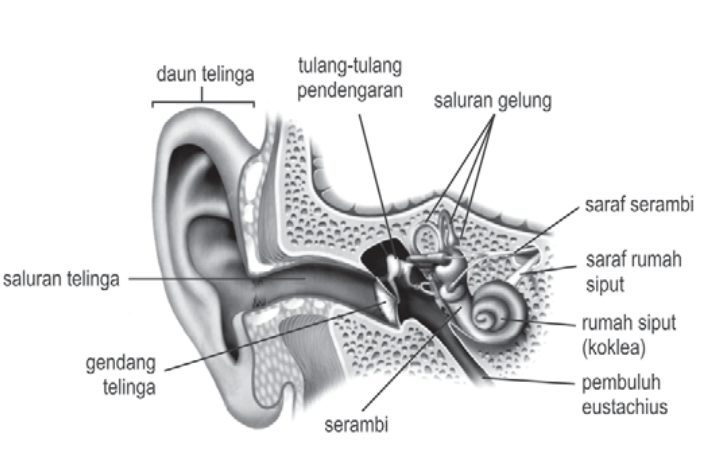 Detail Daun Telinga Menghitam Nomer 56