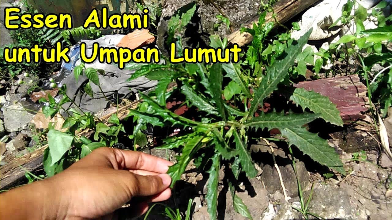 Detail Daun Walang Geni Nomer 18