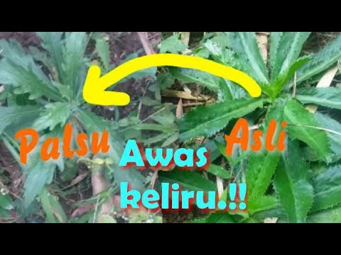 Detail Daun Walang Geni Nomer 32