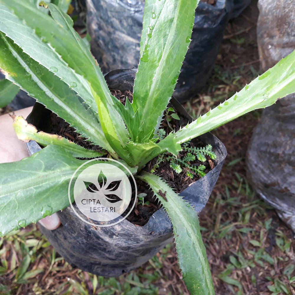 Detail Daun Walang Geni Nomer 40