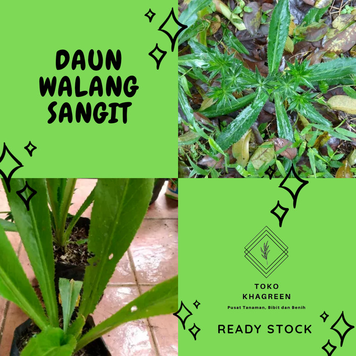 Detail Daun Walang Geni Nomer 48