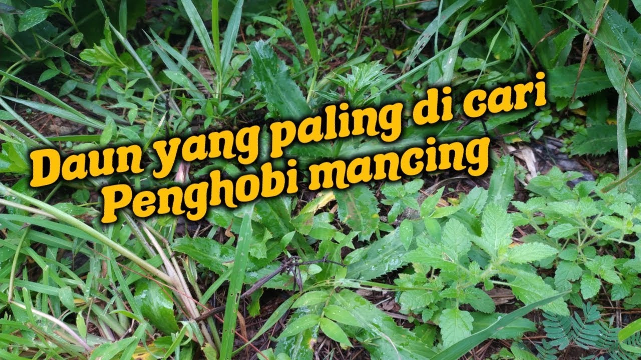 Detail Daun Walang Geni Nomer 49