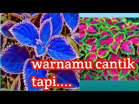 Detail Daun Warna Biru Nomer 25