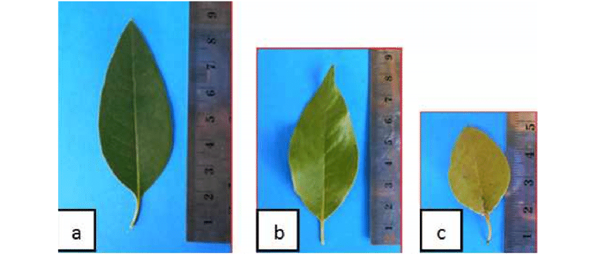 Detail Daun Warna Hijau Nomer 36