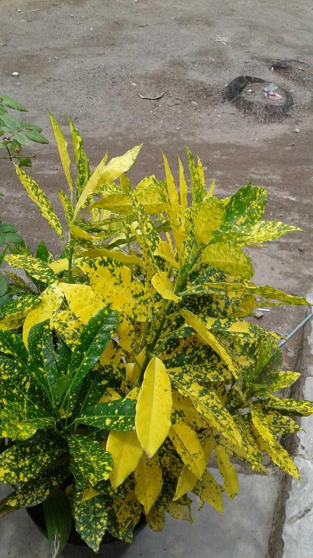 Detail Daun Warna Kuning Nomer 3