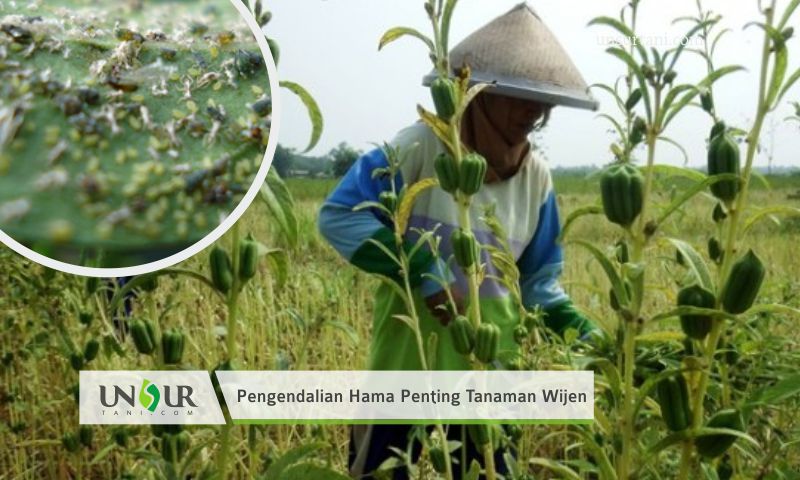 Detail Daun Wijen Di Indonesia Nomer 26