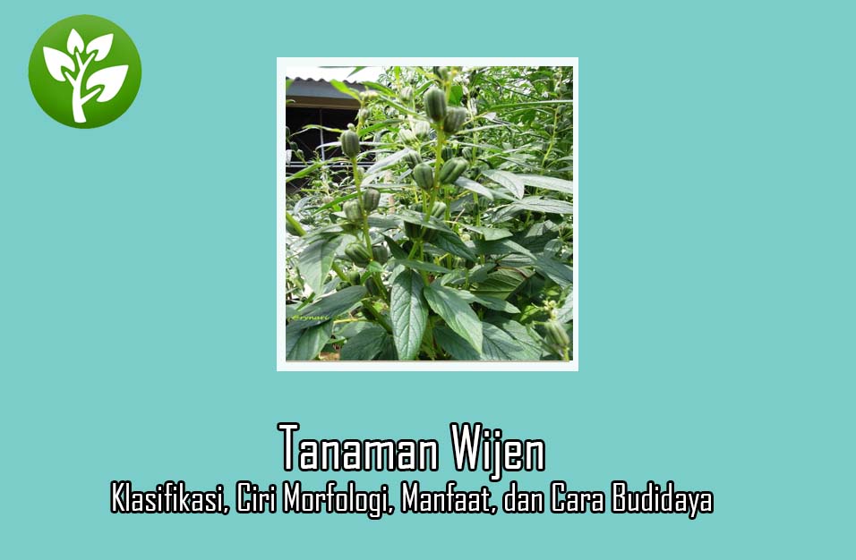 Detail Daun Wijen Di Indonesia Nomer 33