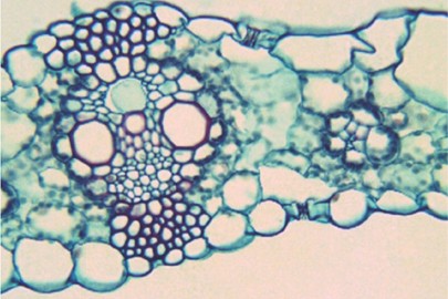 Daun Zea Mays - KibrisPDR