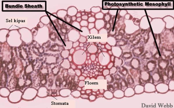 Detail Daun Zea Mays Nomer 8