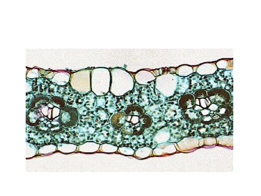 Detail Daun Zea Mays Nomer 9