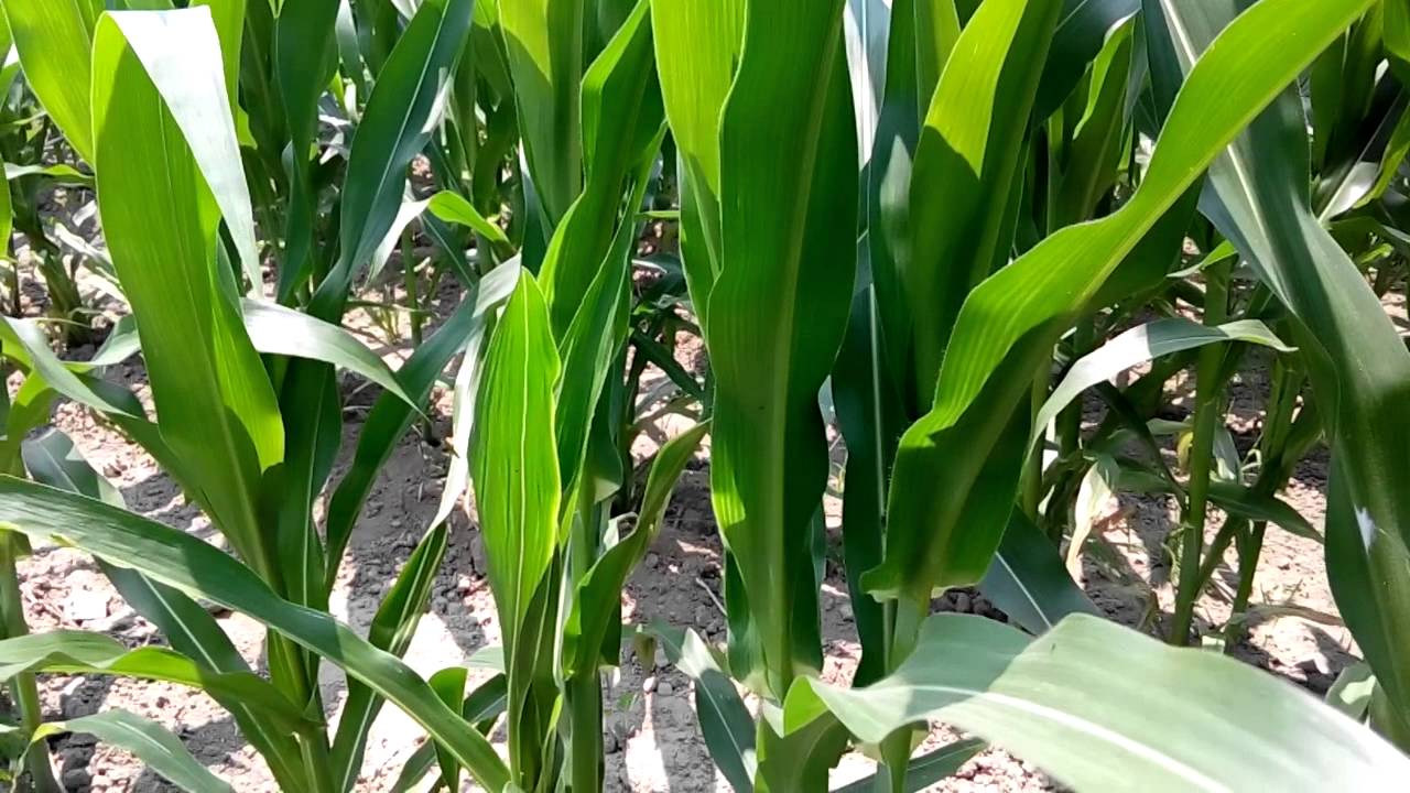 Detail Daun Zea Mays Nomer 11