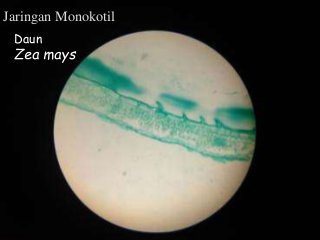 Detail Daun Zea Mays Nomer 12