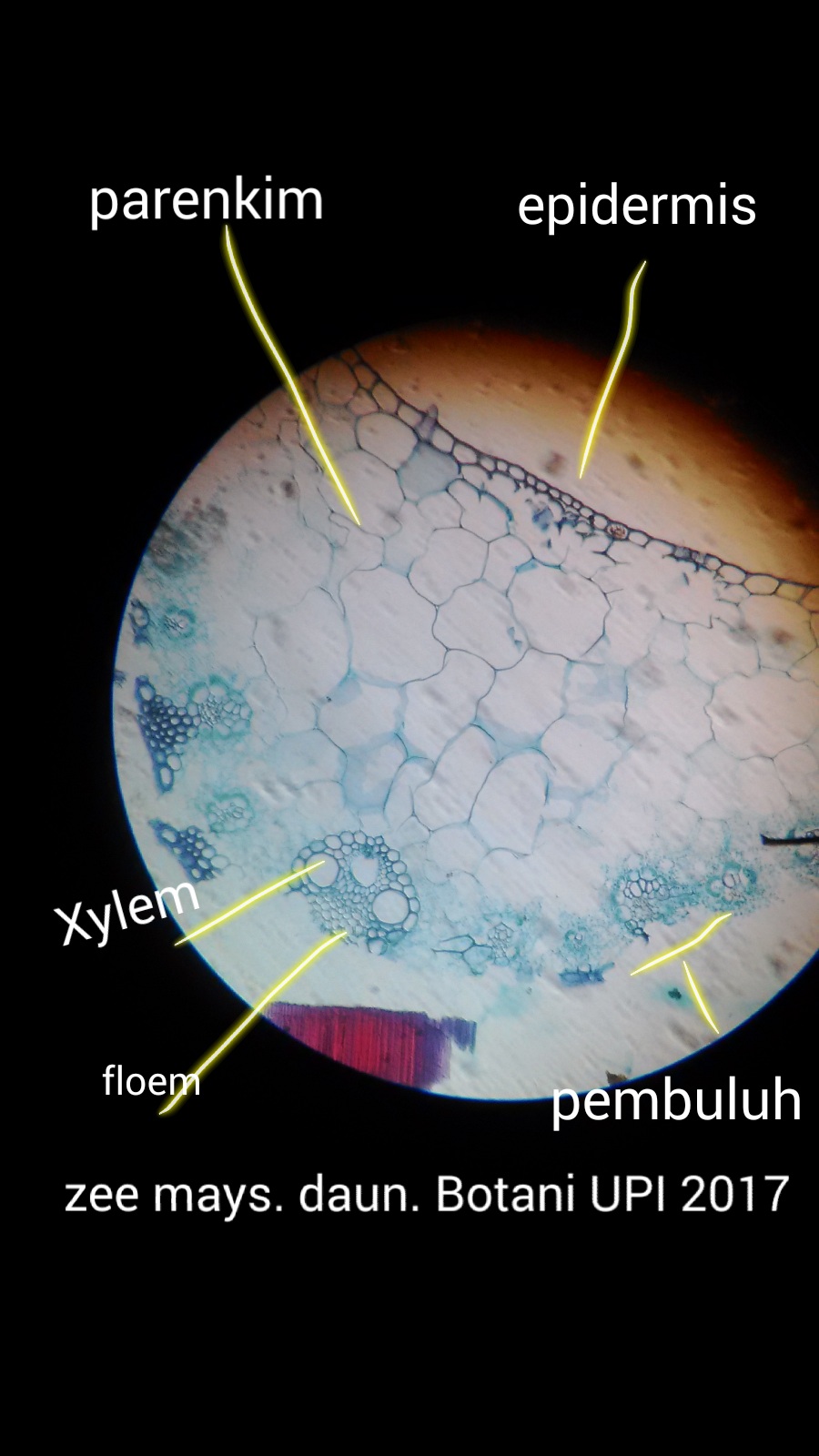 Detail Daun Zea Mays Nomer 2