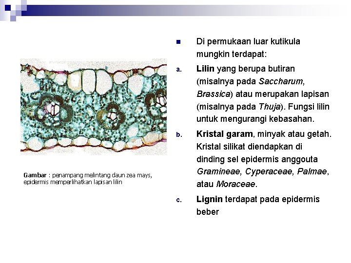 Detail Daun Zea Mays Nomer 15