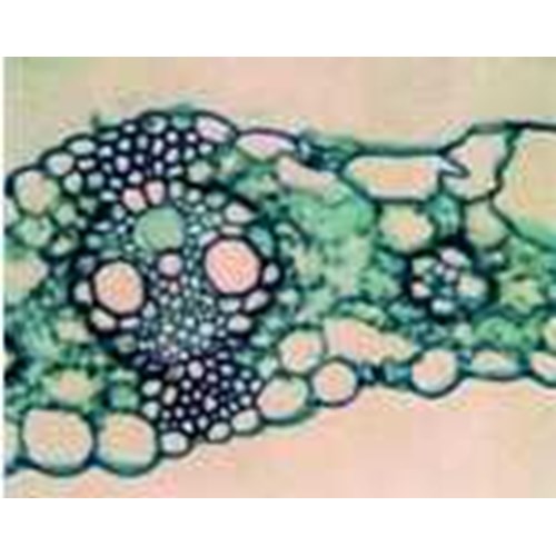 Detail Daun Zea Mays Nomer 18