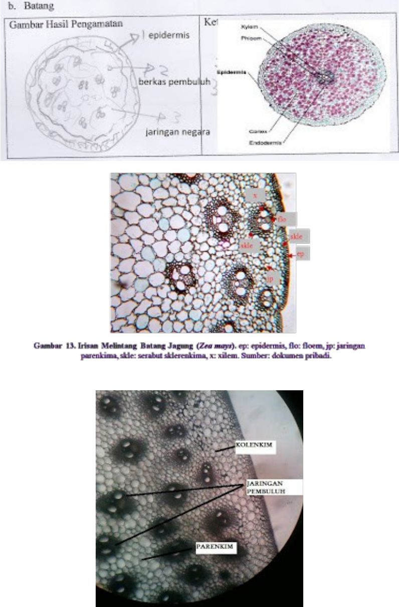 Detail Daun Zea Mays Nomer 21