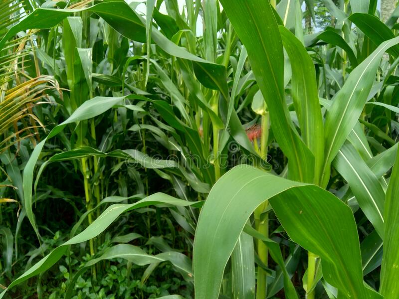 Detail Daun Zea Mays Nomer 22