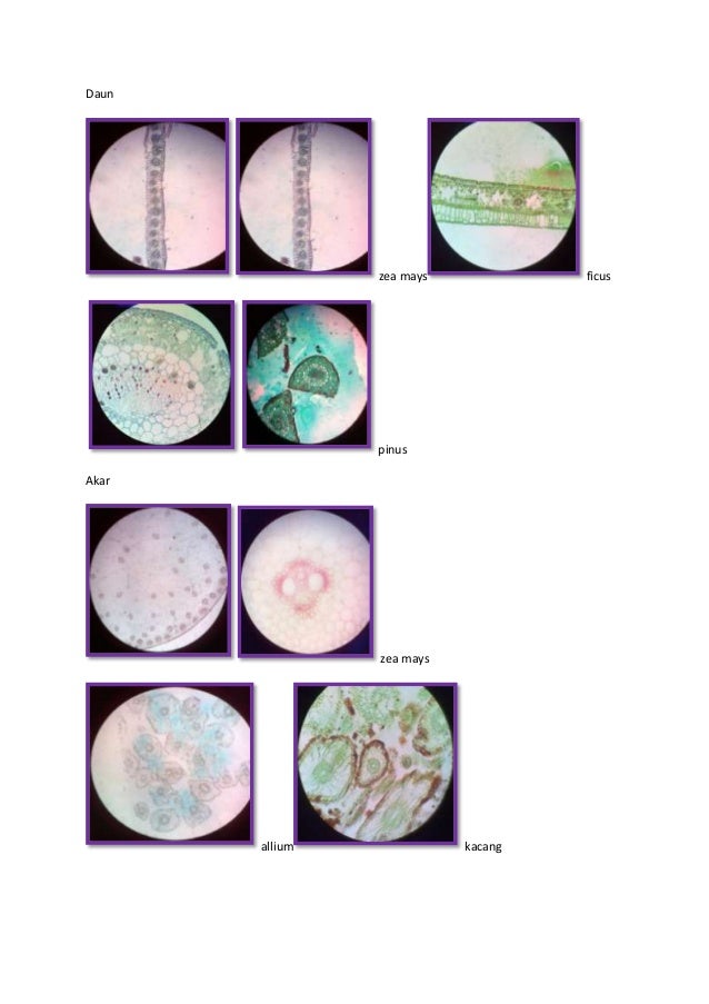 Detail Daun Zea Mays Nomer 23