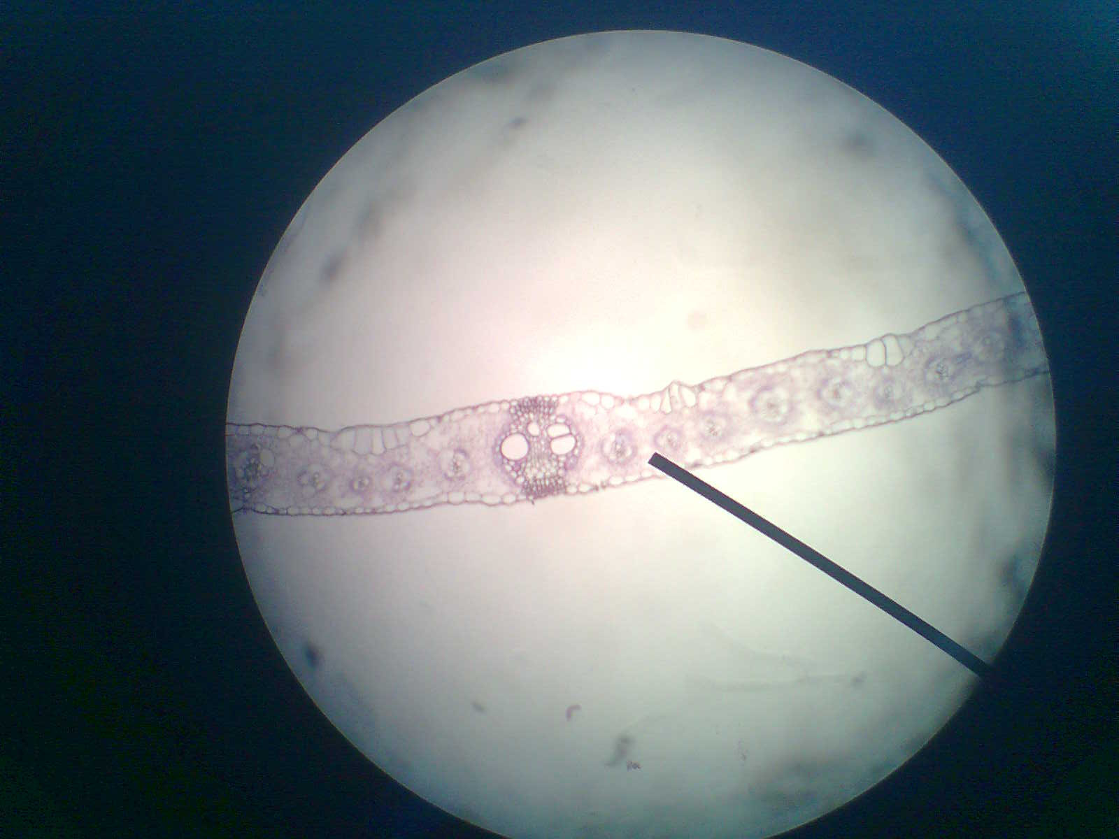 Detail Daun Zea Mays Nomer 26