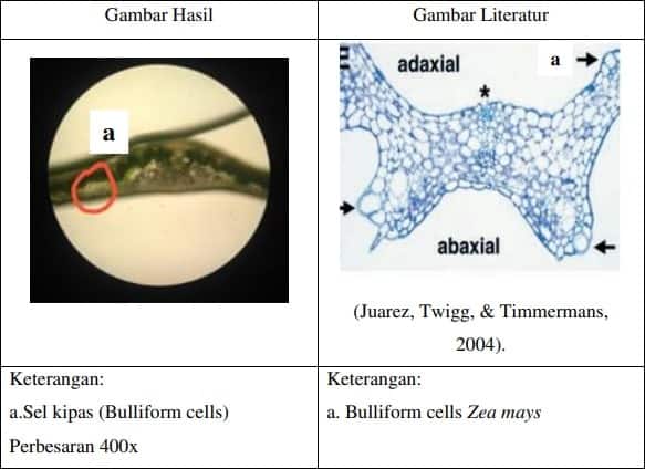 Detail Daun Zea Mays Nomer 27