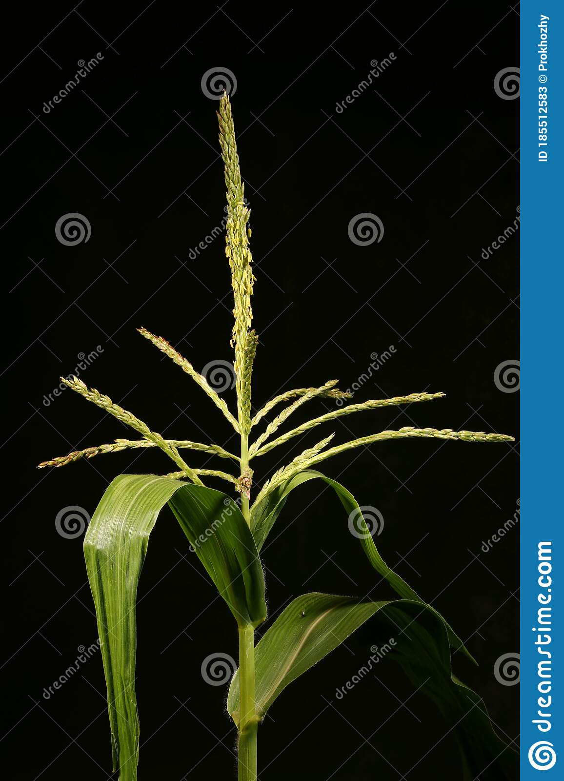 Detail Daun Zea Mays Nomer 28