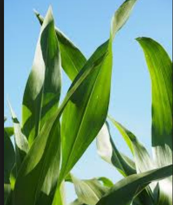 Detail Daun Zea Mays Nomer 33