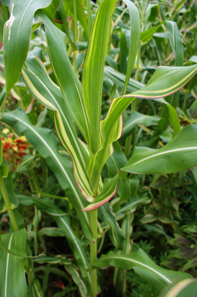 Detail Daun Zea Mays Nomer 35