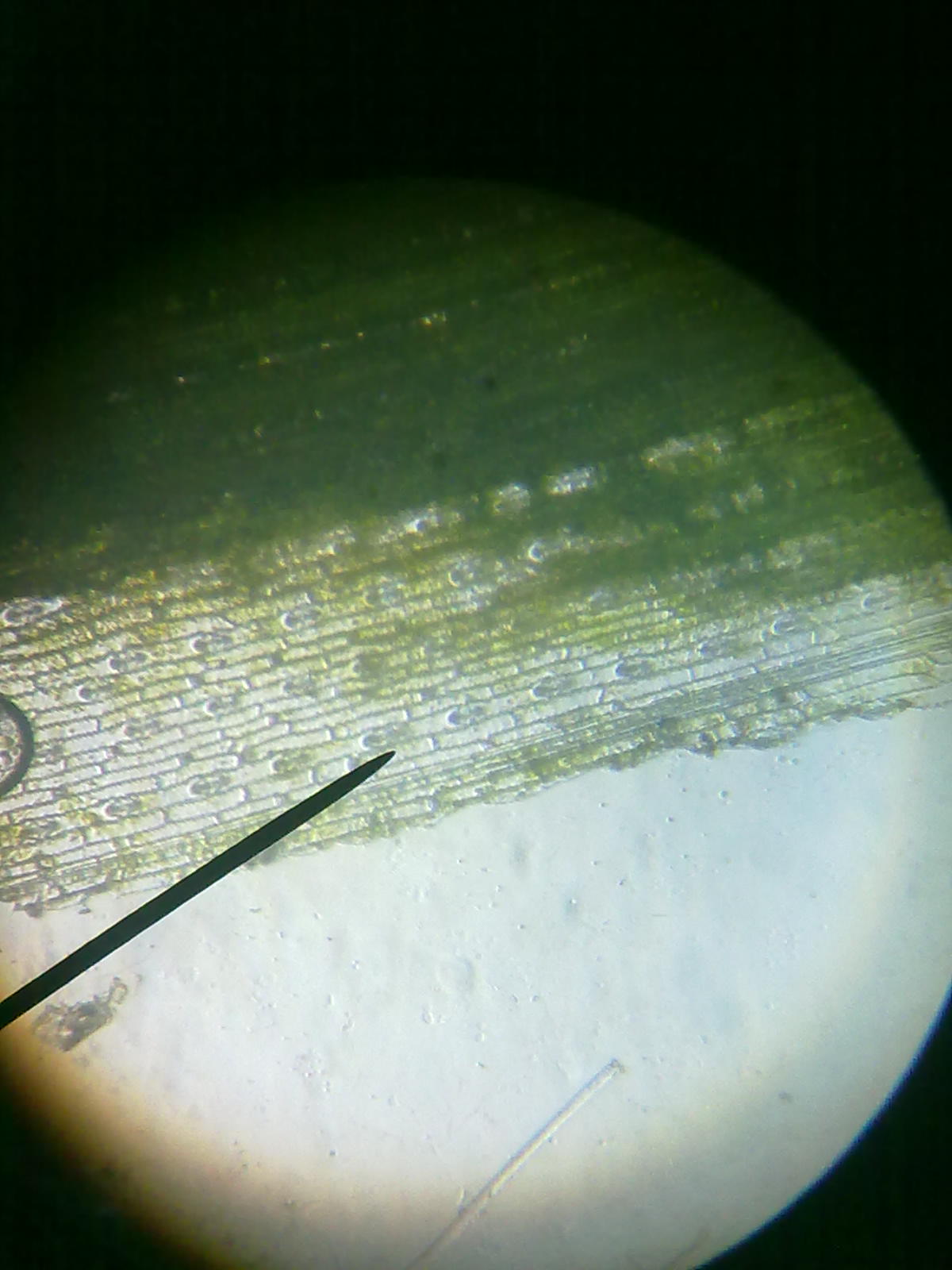 Detail Daun Zea Mays Nomer 36