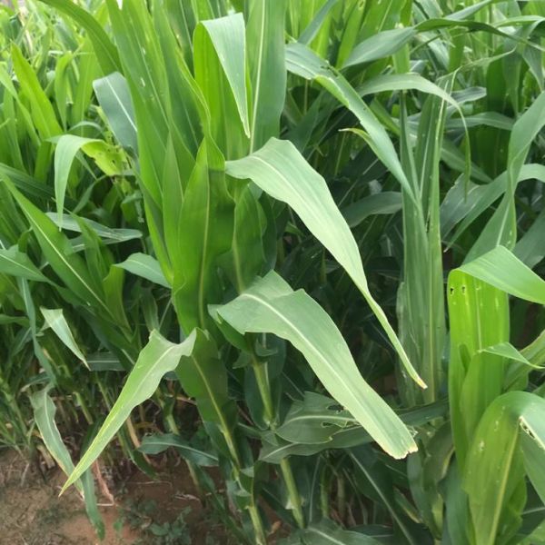 Detail Daun Zea Mays Nomer 38