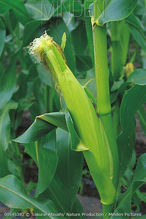 Detail Daun Zea Mays Nomer 43