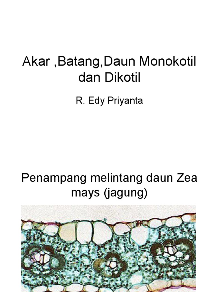 Detail Daun Zea Mays Nomer 44
